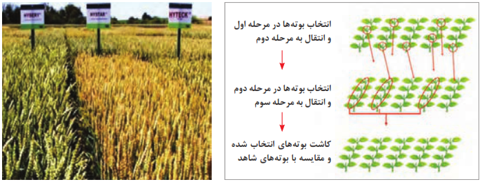  مراحل مختلف گزینش لینه های خالص در گیاهان خودگشن