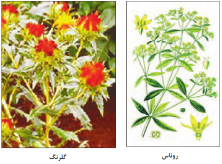 گیاهان تولیدکننده رنگ