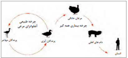 چرخه انتقال بیماری آنفلوانزای پرندگان