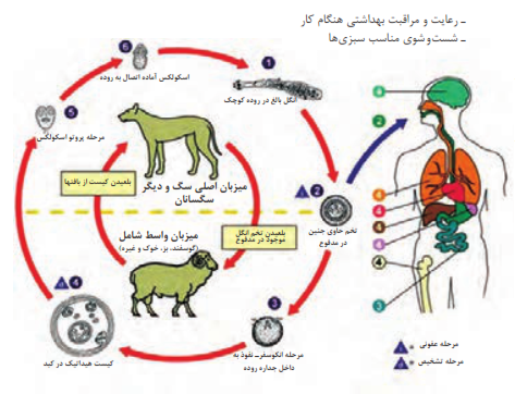  انتقال انگل به انسان