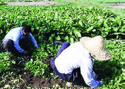 در کشت&zwnj;های ردیفی در سطح کوچک هم، خاک&zwnj;دهی به&zwnj;صورت دستی انجام می&zwnj;گیرد.