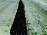 پوشش&zwnj;دادن خاک کف جوی با کود دامی عمل&zwnj;آوری شده.
