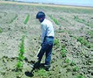 خاک نرم به اطراف بوته&zwnj;ها داده می&zwnj;شود. پوست صورت نباید در معرض تابش آفتاب باشد.