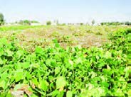 دسته&zwnj;ها در شرایط مناسب جوی، مدتی در مزرعه باقی می&zwnj;مانند تا رطوبت آنها کاسته شود.