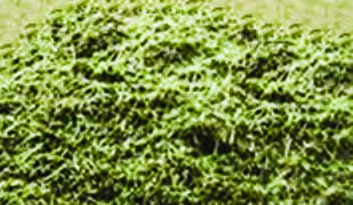 توده یکنواخت محصول پس از خرمن کوبی