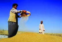 غربال&zwnj;کردن با غربال دارای روزنه کوچک&zwnj;تر از دانه، برای جداکردن کاه، بذور علف های هرز و اجزای ریزتر از دانه