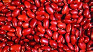 محصول لوبیا در پایان بوجاری، شستشو و خشک کردن