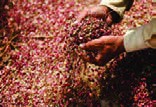 بعد از غربال درشت و قبل از غربال ریز