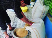 خیساندن بذر برنج کاملاً معمول است.