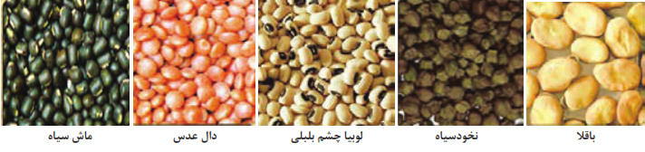 بذر انواع حبوبات