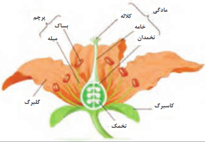 اجزای گل