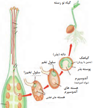 تشکیل دانه