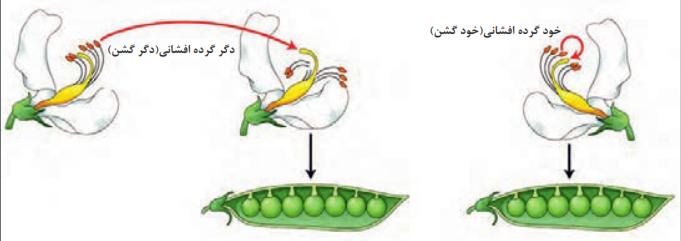 نمونه&zwnj;ای از گیاهان دگرگشن و خودگشن