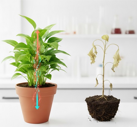 اثر هوا بر رشد گیاهان و تنفس سلولی