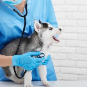 معرفی رشته دانشگاهی علوم آزمایشگاهی دام پزشکی