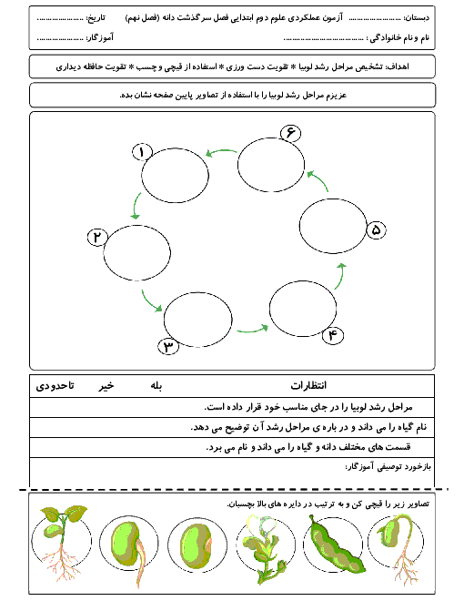 کاربرگ عملکردی مراحل رشد لوبیا