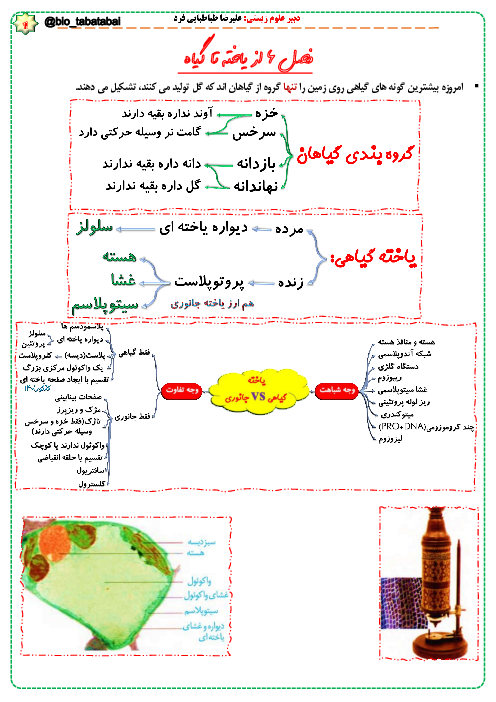 مایند مپ (نمودار درختی) زیست شناسی (1) دهم |  فصل 6: از یاخته تا گیاه