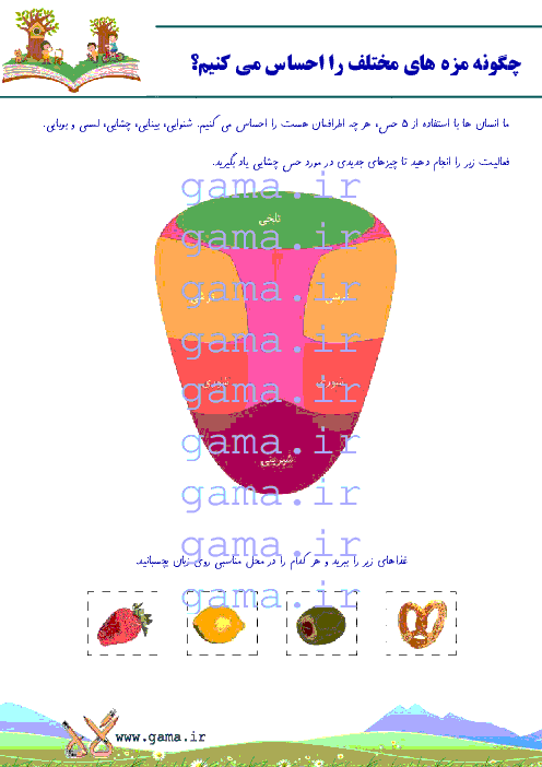 الگوی آموزش علوم دوره پیش دبستانی | چگونه مزه ها را احساس می کنیم