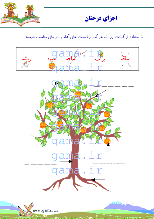 الگوی آموزش علوم دوره پیش دبستانی | ریشه، میوه، ساقه و برگ در درختان