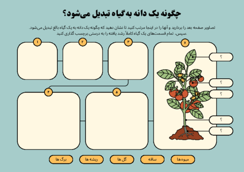 کاربرگ مهارتی و دست ورزی؛ تبدیل دانه به گیاه