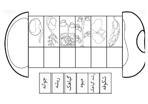 کاربرگ عملکردی درس سرگذشت دانه علوم پایه دوم