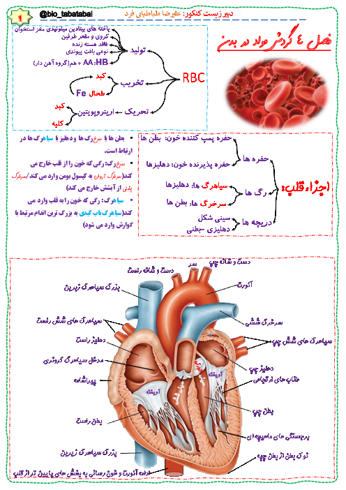 مایند مپ (نمودار درختی) زیست شناسی (1) دهم |  فصل 4: گردش مواد در بدن