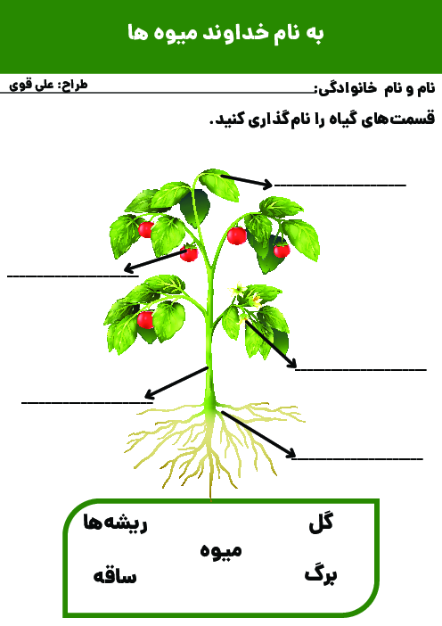 کاربرگ ساختار گیاه