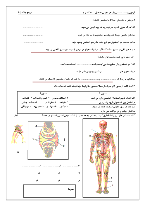 امتحان زیست شناسی (2) یازدهم رشته تجربی | فصل سوم: دستگاه حرکتی (گفتار 1: استخوانها و اسکلت)