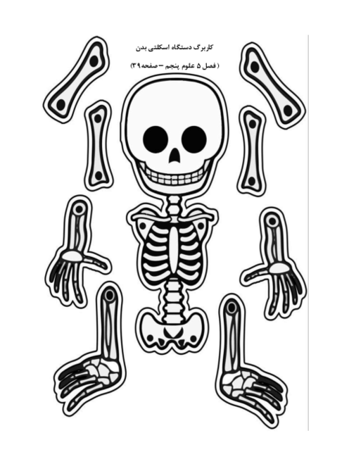 جورچین دستگاه اسکلتی بدن علوم پنجم