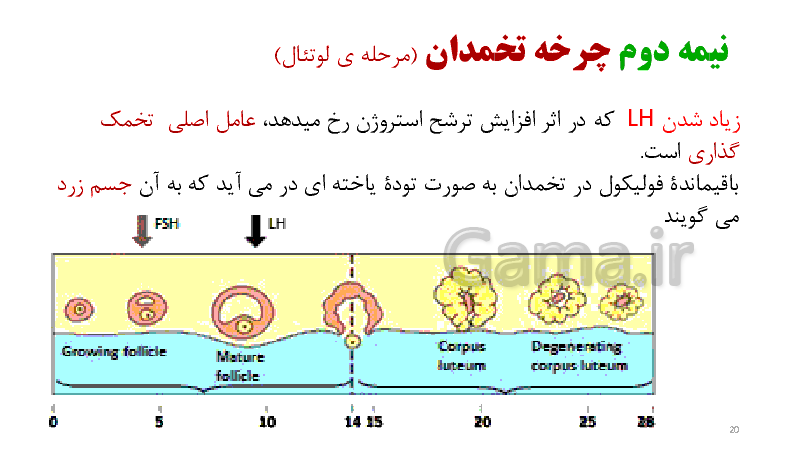 پاورپوینت زیست شناسی (2) یازدهم تجربی | گفتار 2: دستگاه تولید مثل در زن- پیش نمایش