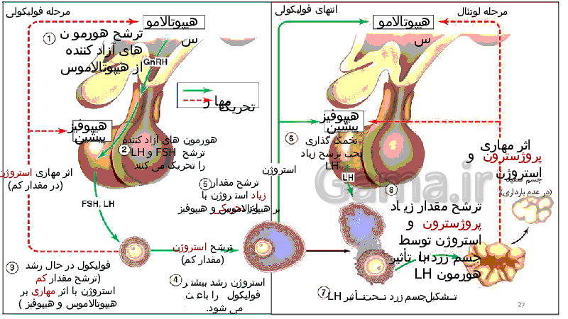 پاورپوینت زیست شناسی (2) یازدهم تجربی | گفتار 2: دستگاه تولید مثل در زن- پیش نمایش