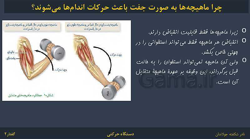 پاورپوینت زیست شناسی (2) یازدهم | فصل 3 | گفتار 2: ماهیچه و حرکت- پیش نمایش