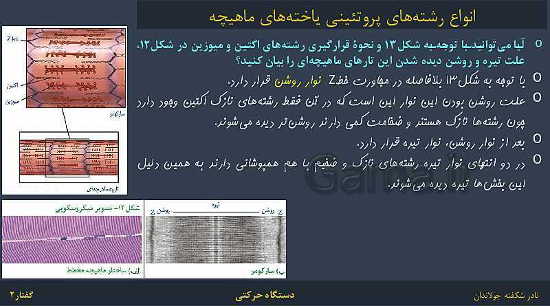 پاورپوینت زیست شناسی (2) یازدهم | فصل 3 | گفتار 2: ماهیچه و حرکت- پیش نمایش