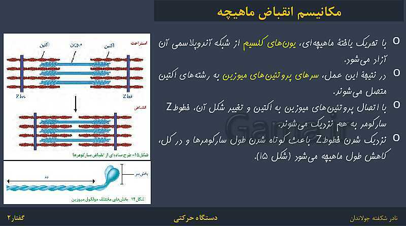 پاورپوینت زیست شناسی (2) یازدهم | فصل 3 | گفتار 2: ماهیچه و حرکت- پیش نمایش