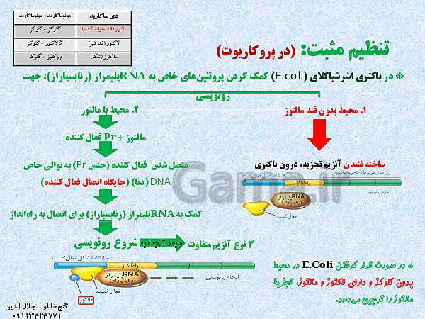 پاورپوینت زیست شناسی دوازدهم تجربی | فصل 2: جریان اطلاعات در یاخته (گفتار 3: تنظیم بیان ژن)- پیش نمایش