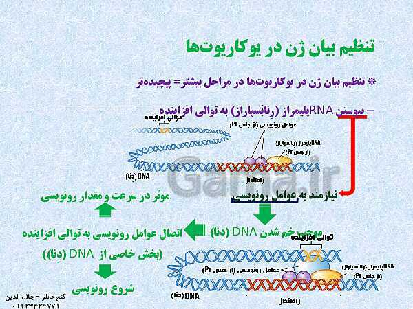 پاورپوینت زیست شناسی دوازدهم تجربی | فصل 2: جریان اطلاعات در یاخته (گفتار 3: تنظیم بیان ژن)- پیش نمایش