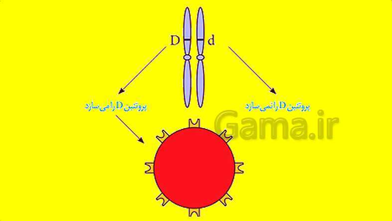 پاورپوینت آموزش کتاب درسی زیست شناسی دوازدهم | فصل 3: انتقال اطلاعات در نسل ها- پیش نمایش