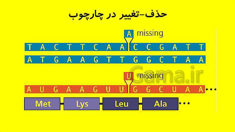 پاورپوینت آموزش کتاب درسی زیست شناسی دوازدهم | فصل 4: تغییر در اطلاعات وراثتی- پیش نمایش
