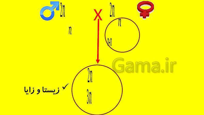 پاورپوینت آموزش کتاب درسی زیست شناسی دوازدهم | فصل 4: تغییر در اطلاعات وراثتی- پیش نمایش