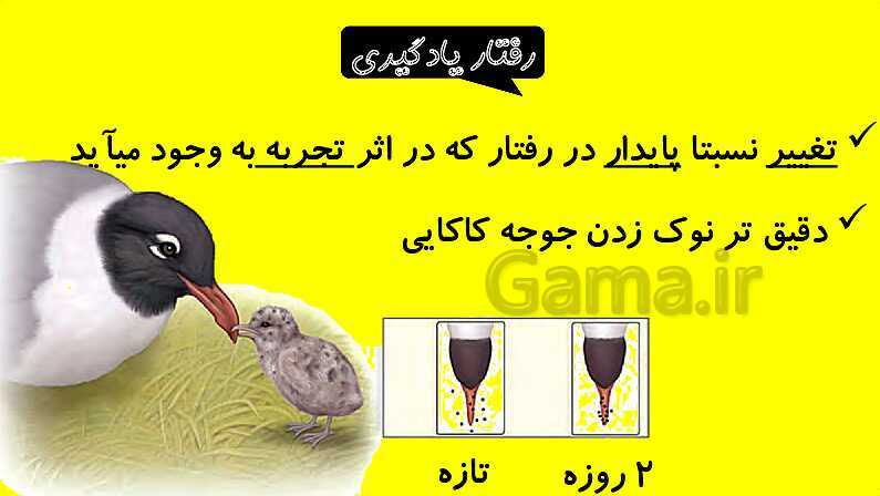 پاورپوینت آموزش کتاب درسی زیست شناسی دوازدهم | فصل 8: رفتارهای جانوران- پیش نمایش