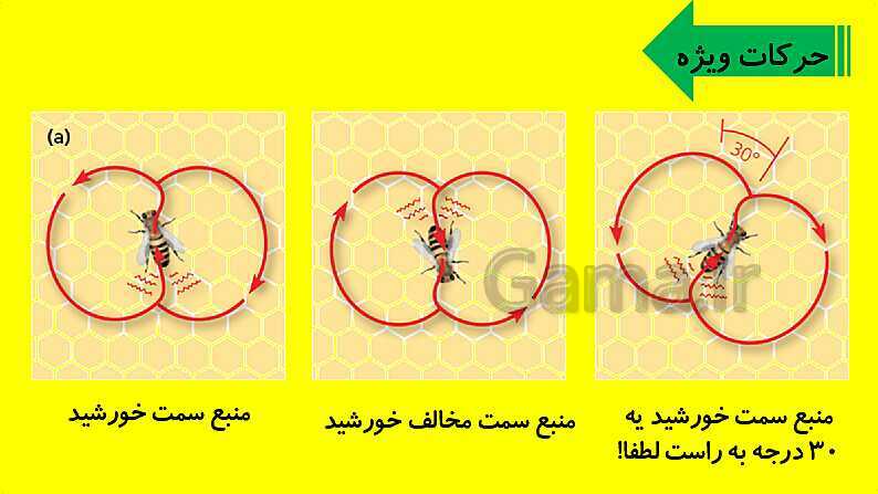 پاورپوینت آموزش کتاب درسی زیست شناسی دوازدهم | فصل 8: رفتارهای جانوران- پیش نمایش