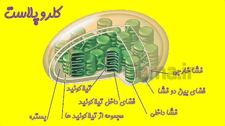 پاورپوینت آموزش کتاب درسی زیست شناسی دوازدهم | فصل 6: از انرژی به ماده- پیش نمایش