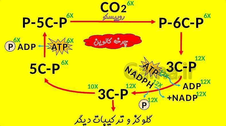 پاورپوینت آموزش کتاب درسی زیست شناسی دوازدهم | فصل 6: از انرژی به ماده- پیش نمایش