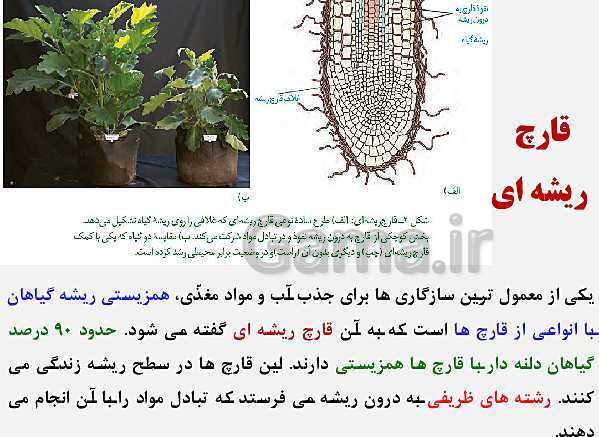 پاورپوینت زیست شناسی (1) دهم تجربی | فصل 7: جذب و انتقال مواد در گیاهان (گفتار 1 تا 3)- پیش نمایش