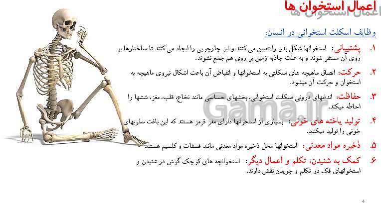 پاورپوینت زیست شناسی (2) یازدهم رشته تجربی  | فصل سوم- دستگاه حرکتی (گفتار 1 و 2)- پیش نمایش