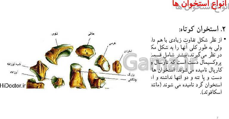 پاورپوینت زیست شناسی (2) یازدهم رشته تجربی  | فصل سوم- دستگاه حرکتی (گفتار 1 و 2)- پیش نمایش