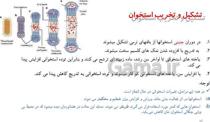 پاورپوینت زیست شناسی (2) یازدهم رشته تجربی  | فصل سوم- دستگاه حرکتی (گفتار 1 و 2)- پیش نمایش