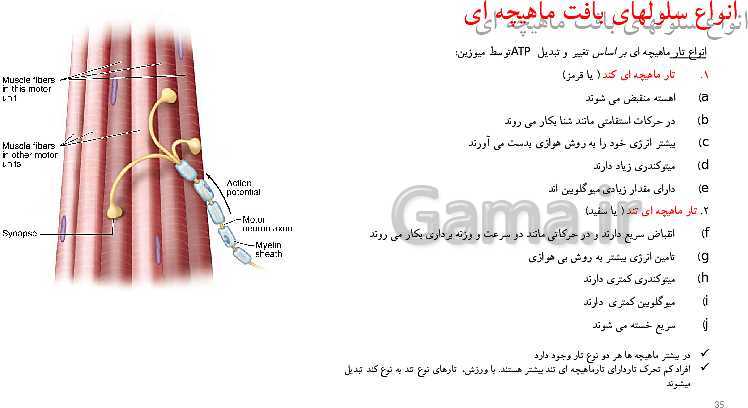 پاورپوینت زیست شناسی (2) یازدهم رشته تجربی  | فصل سوم- دستگاه حرکتی (گفتار 1 و 2)- پیش نمایش
