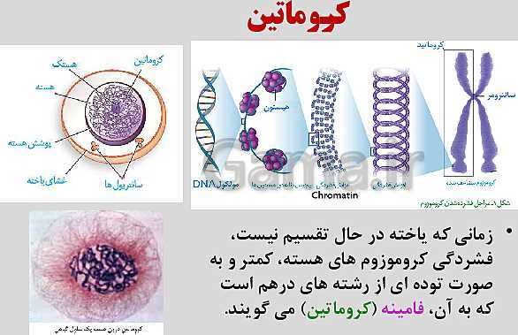 پاورپوینت زیست شناسی یازدهم | فصل 6: تقسیم یاخته- پیش نمایش