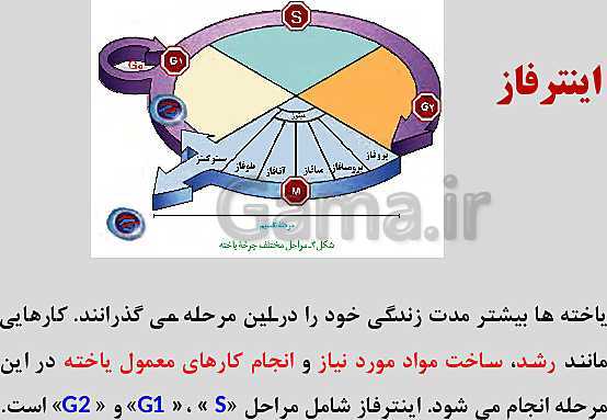 پاورپوینت زیست شناسی یازدهم | فصل 6: تقسیم یاخته- پیش نمایش